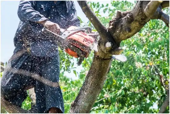 tree services Tuckahoe